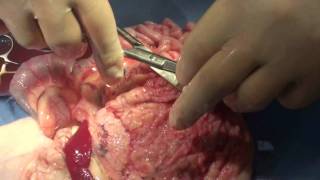Cat with FIP or Feline Infectious Peritonitis Cat with FIP or Feline Infectious Peritonitis