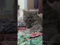 HAPPEEEEE DAYYYY!! 😁🫶🏻 #cat #catentertainment #viral #kitten #catmusic #catvideos #shortsviral