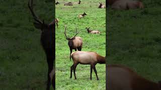 Snoqualmies Roosevelt elk (AD Available)