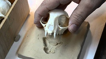 Molding An African Wildcat Skull Part 2 - Prepping The Skull