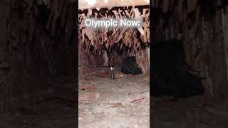 Olympic Then Vs Now #titanic #thenvsnow #edit #marinemystery #deepblue #deepblue #ship #viral