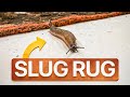 Snug As A Slug In The Mouldy Rug Satisfying ASMR Carpet Cleaning 