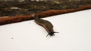 Snug As a Slug, In The Mouldy Rug | Satisfying ASMR Carpet Cleaning