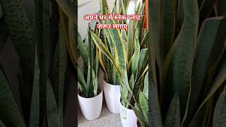 घर में स्नेक प्लांट लगाने से होते है अनेको लाभ#vastuastrology#ytshorts#plants#facts