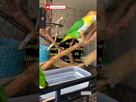 The Caiques | Are Caique parrots good pets? #shorts #caiques #parrot #cutebirds #manikemove