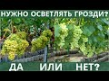 Осветление гроздей винограда! НУЖНО или НЕ НУЖНО это делать?