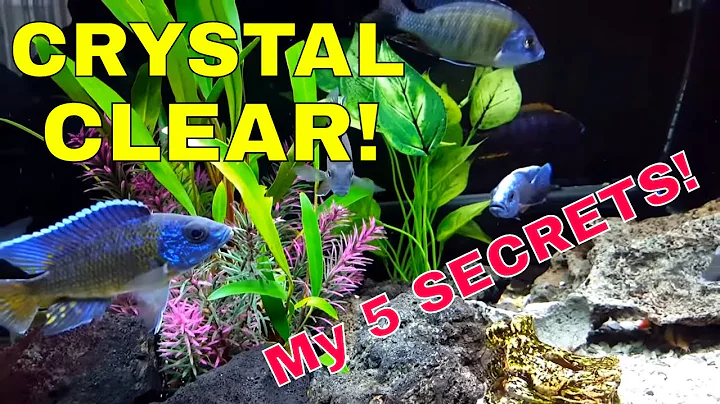My "Secrets" for Crystal Clear Pristine Aquarium Water [A "Fish Floating in Air" Aquarium]