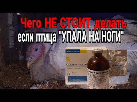 Видео: У кохинхинов 5 пальцев на ногах?