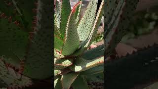Aloe ‘AJR  #plants #aloe #succulents #texas #aloehybrid