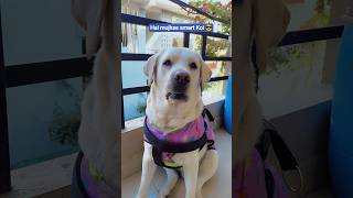 Download Lagu he mujhse smart Koi 😎#sandy #doglover#labrador#puppy#trending #shorts#viralvideos #labradorretriever MP3