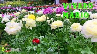 Vivero Mario Primavera 2021 - Castelar, Bs As