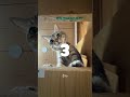 みーちゃんを下から覗くと可愛すぎた！#shorts #佐賀よかでしょう #佐賀よか #キジ猫みーちゃん #猫パンチ