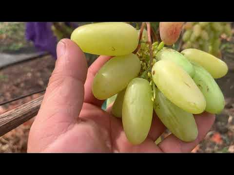 Виноградные сорта с ГИГАНТСКОЙ ЯГОДОЙ - 1 часть . - YouTube
