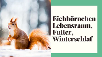 Wo wohnen die Eichhörnchen im Winter?