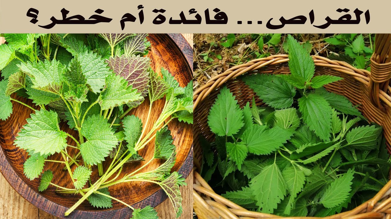 نبات القراص  فوائده الحقيقية ومخاطر خفية  مراجعة علمية موثوقة