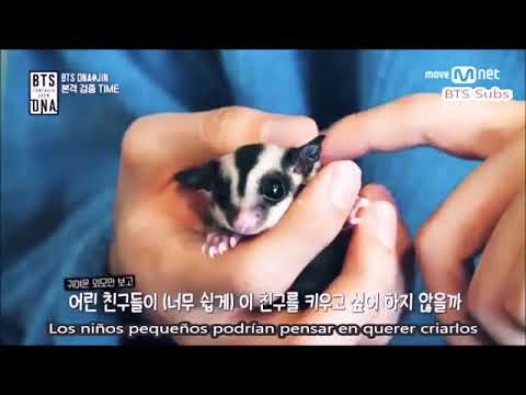 Jin Muestra Sus Mascotas Por Primera Ves Sub Espanol Bts