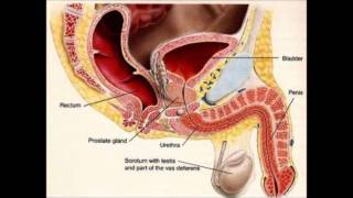 How to Get Rid of a UTI  | home remedies for uti | urinary tract infection