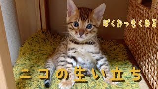 【祝1歳】ベンガル猫ニコの産まれたて〜1歳までの生い立ち