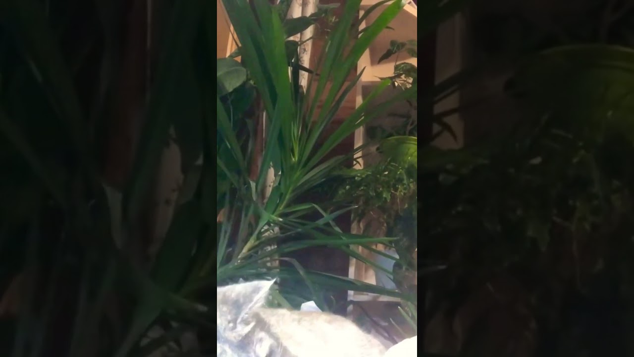 Study with My and Kaspara 🐈 