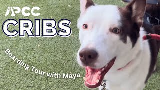 Canine Boarding Tour at Alicia Pet Care Center