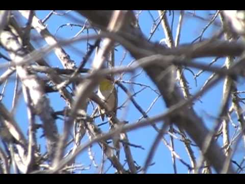 Calling Rufous-capped Warbler in Florida Canyon on March 2, 2009 