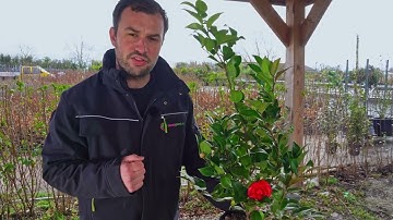 Plantpraat Camellia