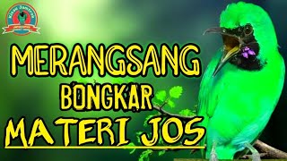 🔴MELATIH BONGKAR MATERI‼️TERAPI MASTERAN CUCAK IJO GACOR FULL ISIAN TEMBAKAN