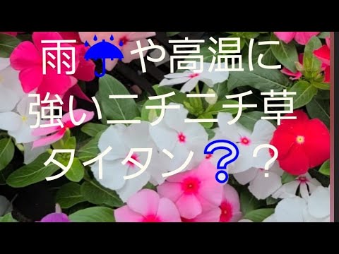 雨 や高温に強いニチニチ草タイタンの育て方 空梅雨 比較的涼しい今がオススメ 初めてのガーデニング Youtube