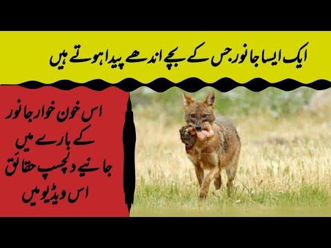 How to Get Animal Footprints in Grassland? Nocturnal Animal Footprints
