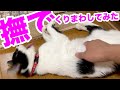【ねこ動画】ウチのねこ散々撫でくりまわしてみた