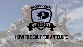 How To Scout For Antelope Guide