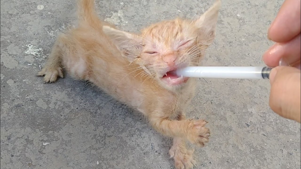 Abandon Kitten Is Always Hungry And Crazy For Milk He Immediately Go To