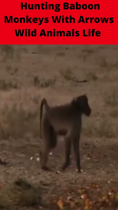 Hunting Baboon Monkeys With Arrows Wild Animals Life | @Nature & Creature World | @BBC Earth