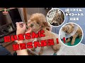【号泣】8年間トリミングもなにもかもしてもらえなかったトイプードルの保護犬をトリミング!!
