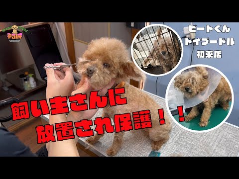 【号泣】８年間トリミングもなにもかもしてもらえなかったトイプードルの保護犬をトリミング！！