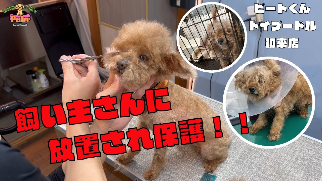 【号泣】８年間トリミングもなにもかもしてもらえなかったトイプードルの保護犬をトリミング！！