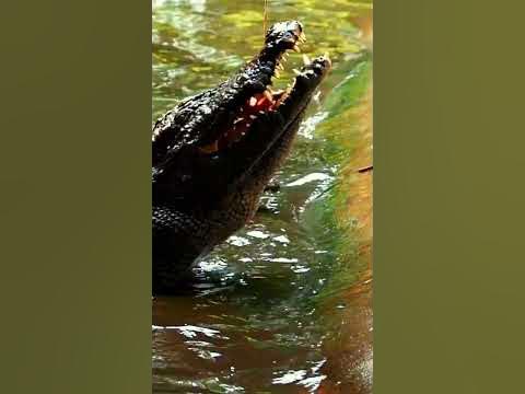 Unveiling the Unmatched Bite Force of Crocodiles: The Reign of the