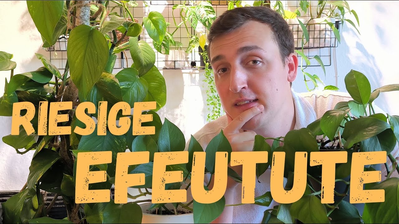 elefantenohr gro kaufen Elefantenohr - Alocasia portodora - Alokasie - Pfeilblatt