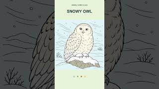 Color a Snowy Owl for Kids | Animal Coloring Video | Animal Home Clues