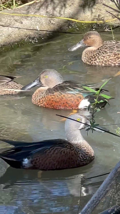 Australasian Shoveler #duck #waterfowl #bird