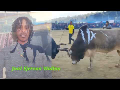 Walaloo Jaal Ejersoo Walloo Gurran 6 2024 Maalif Waal Dhiibna