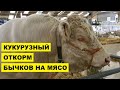 Кукурузный откорм бычков на мясо | Мясное скотоводство | Откорм крупного рогатого скота | КРС