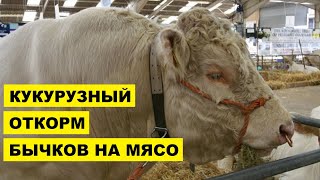 Кукурузный откорм бычков на мясо | Мясное скотоводство | Откорм крупного рогатого скота | КРС