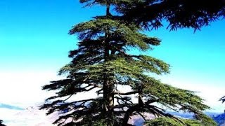 سحر الطبيعة وخصوصا شجرة الارز الاطلسي بالمغرب
