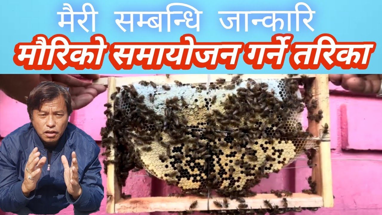 मौरी सम्बन्धि विशेष जान्कारी, मौरिलाई समायोजन कसरी गर्ने । Apis cerana bee lokal mauri .