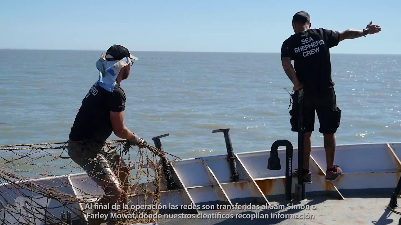 Operation Milagro III: Illegal Gillnets