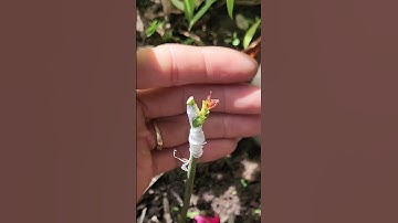 Plant grafting and tree care techniques #2581