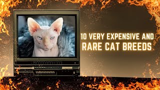 Discover the World's Most Exclusive Feline Companions: 10 Very Expensive and Rare Cat Breeds