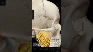 Músculo Masetero - Anatomía