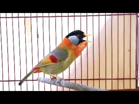 Kicauan Keras Burung Pancawarna Gacor